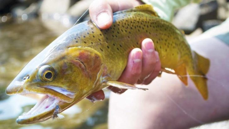 16'' Cutthroat - Indian Peaks Wilderness
