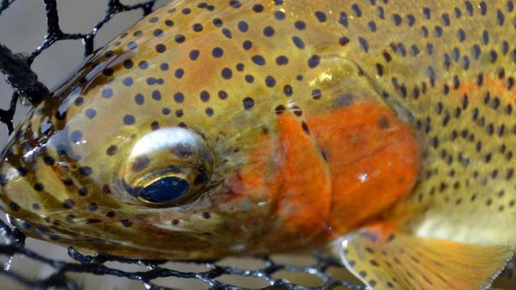 18'' Rainbow - Cheeseman Canyon, CO