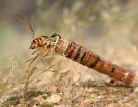 Online Entomology Course