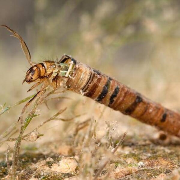 Online Entomology Course