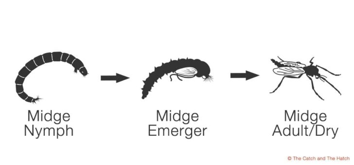 Midge-Life-Cycle