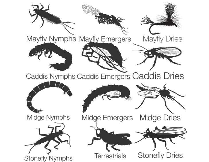 flies-by-stage-diagram