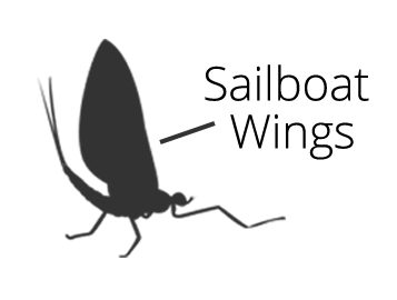 mayfly-dry-identification-diagram