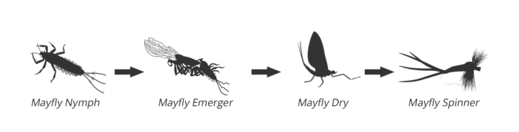 mayfly-lifecycle