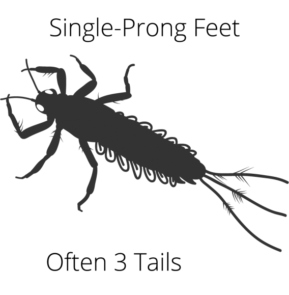 mayfly-nymph-identification-diagram