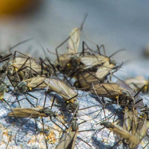 midge adults