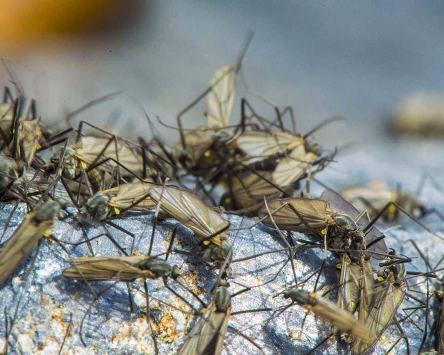 midge-hatch midge-hatch