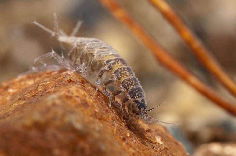 Aquatic_sow_bug_Asellidae-960x637 Aquatic_sow_bug_Asellidae-960x637