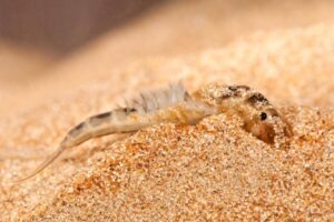 Basic Fly Fishing Entomology