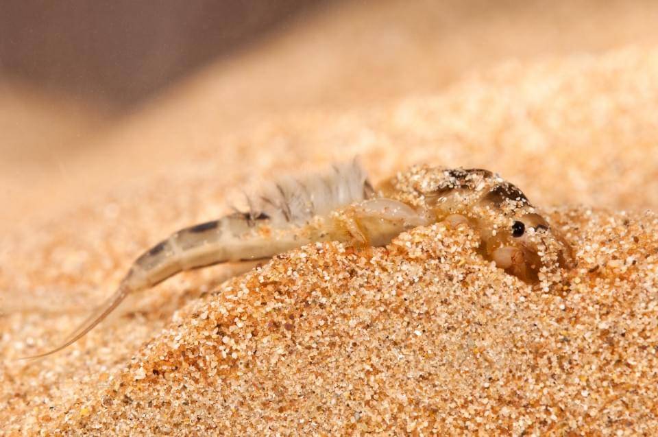 Burrowing_mayfly_nymph_Ephemeridae-960x637 Burrowing_mayfly_nymph_Ephemeridae-960x637