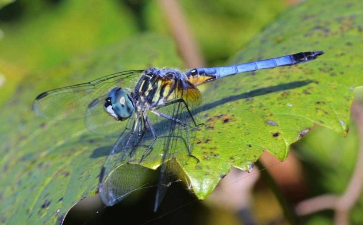 Damselfly-Dry-960x595