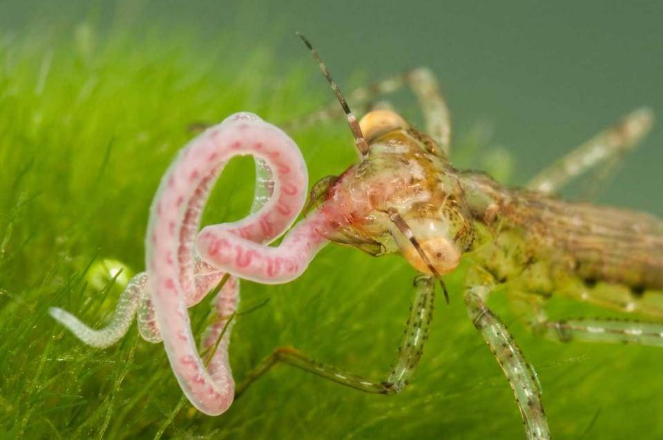 Damselfly_nymph_hunting_Coenagrionidae-960x637 Damselfly_nymph_hunting_Coenagrionidae-960x637