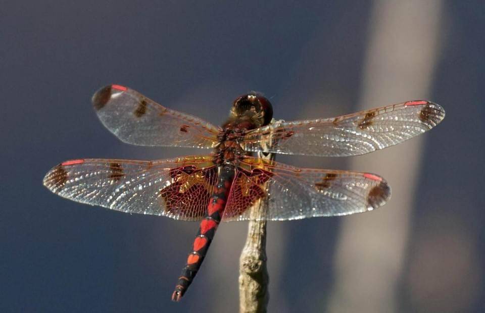 Dragonfly-Dry-960x620 Dragonfly-Dry-960x620