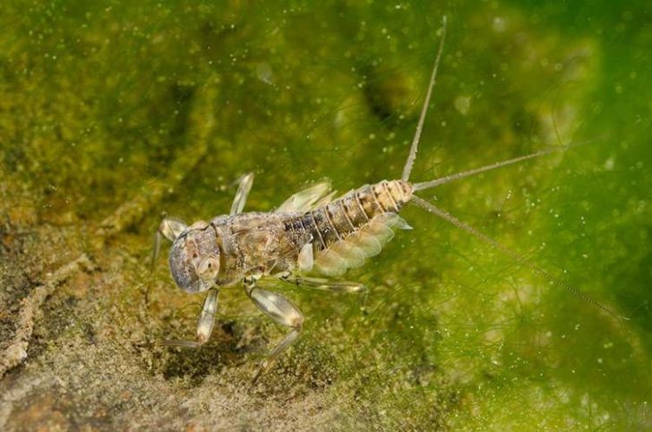 Flathead mayfly nymph (Heptageniidae)