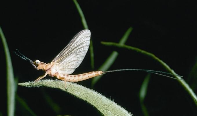 mayfly dry