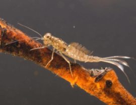 Minnow_mayfly_nymph_Baetidae-960x636