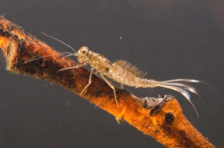 Minnow_mayfly_nymph_Baetidae-960x636