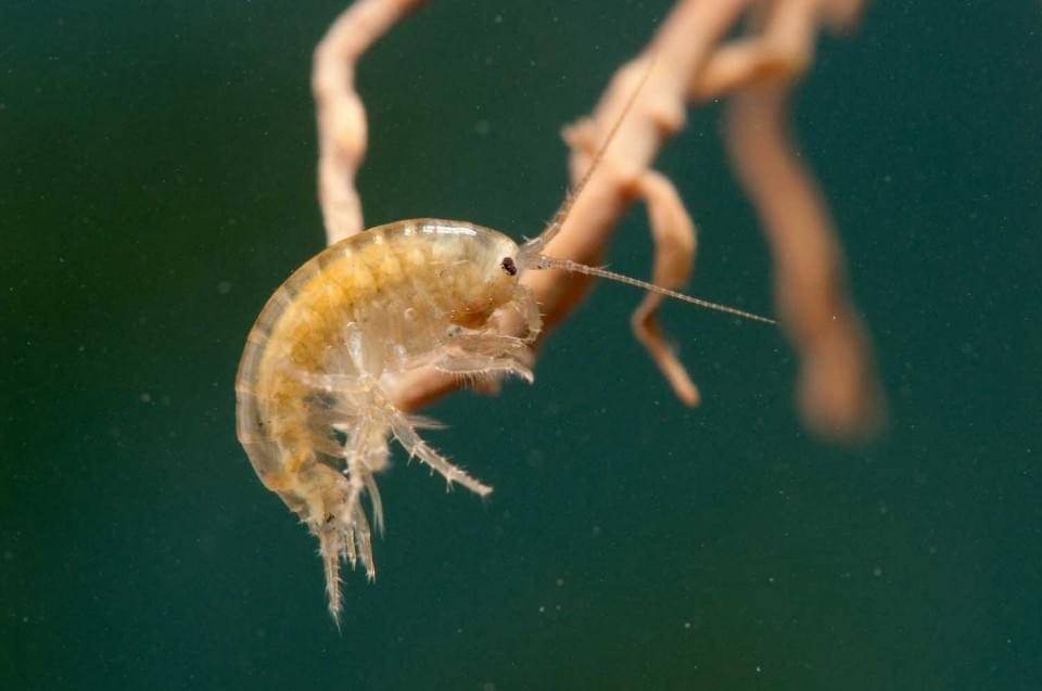 Scud_Gammaridae-960x637 Scud_Gammaridae-960x637