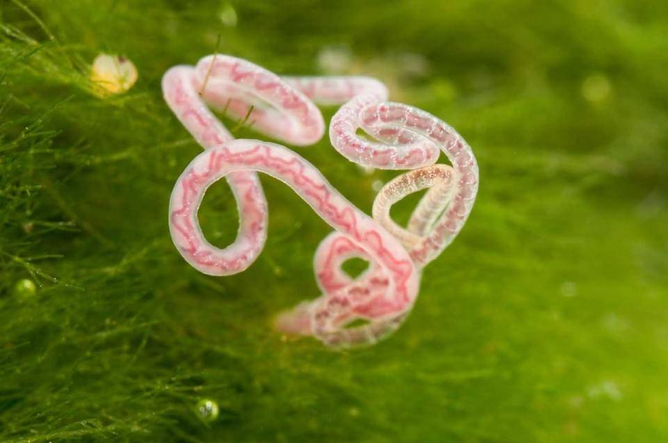 Sludge_worm_Tubificidae-960x637 Sludge_worm_Tubificidae-960x637