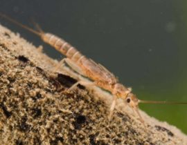 stonefly nymph