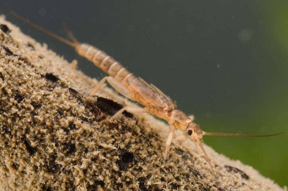 Stonefly_nymph_Plecoptera_2-960x636 Stonefly_nymph_Plecoptera_2-960x636