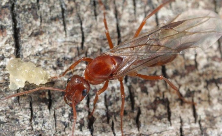 Terrestrial-Ant-Flying1-960x591