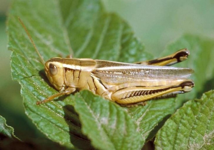 Terrestrial-Hopper1-960x674