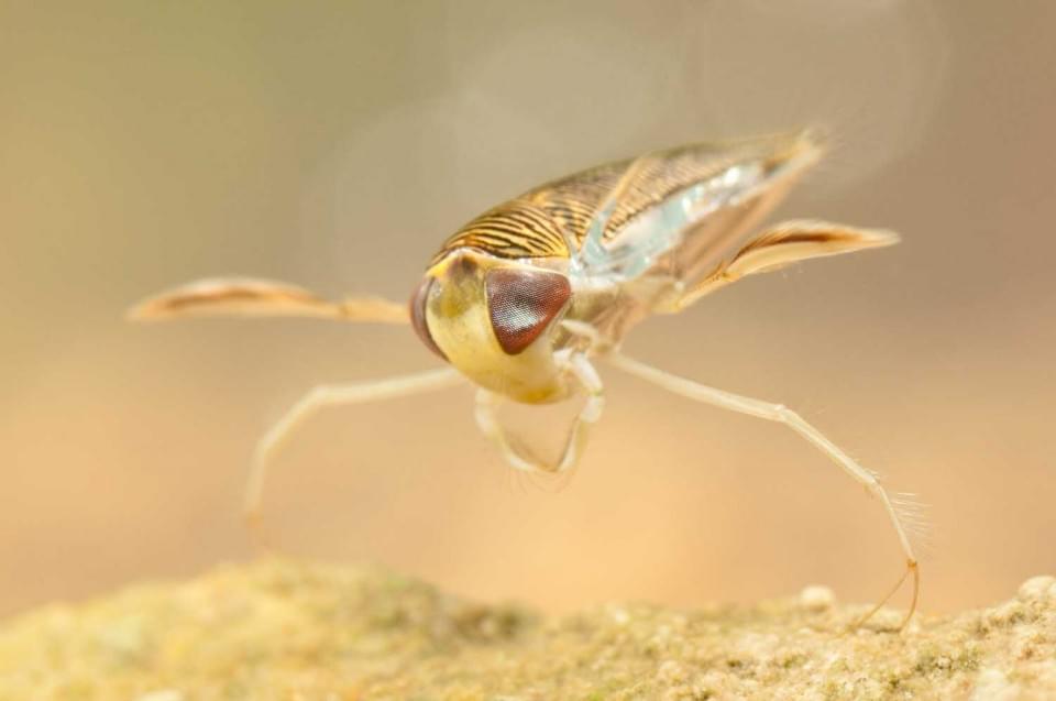 Water_boatman_Corixidae-960x637 (1) Water_boatman_Corixidae-960x637 (1)