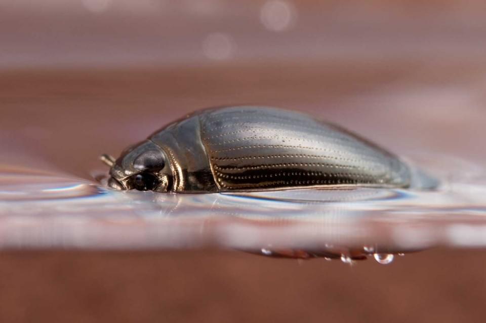 Whirligig_beetle_Gyrinidae-960x637 Whirligig_beetle_Gyrinidae-960x637