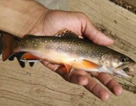 brook-trout-bear-creek-480x342