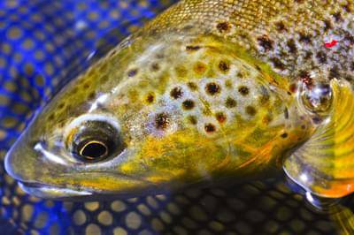 brown_trout_icon