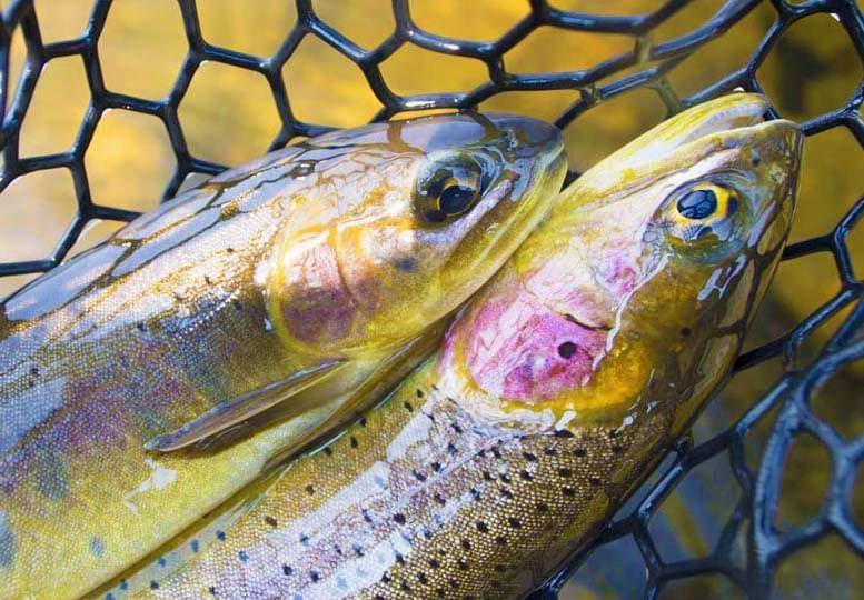 double-fly-fishing-success-2 double-fly-fishing-success-2