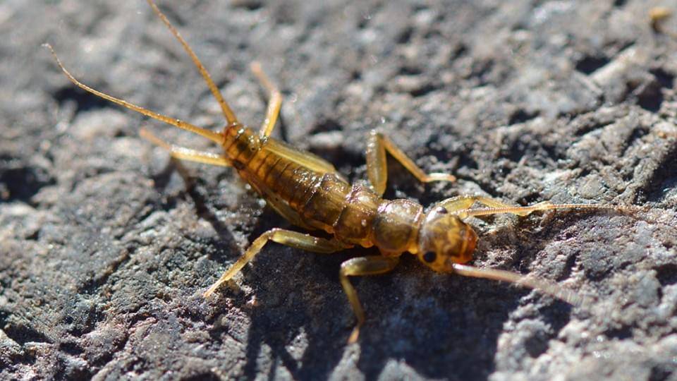 header-macro-stonefly-960x540 header-macro-stonefly-960x540
