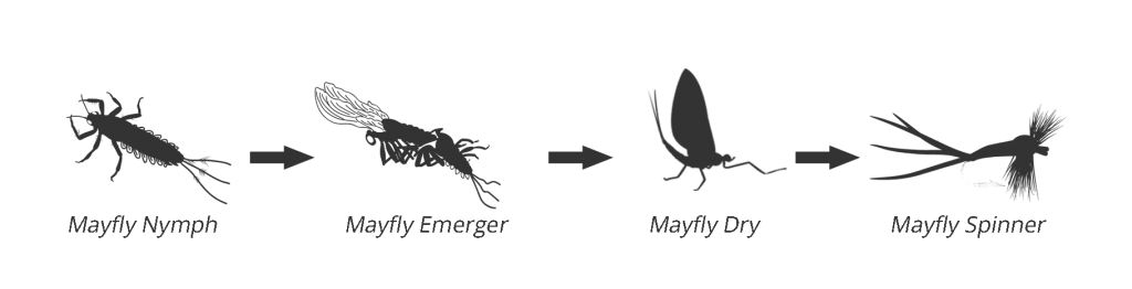 mayfly-lifecycle