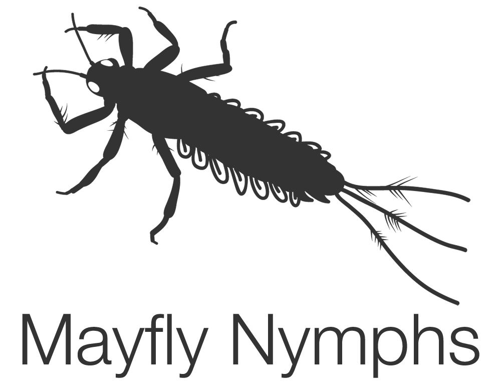 mayfly-nymphs mayfly-nymphs