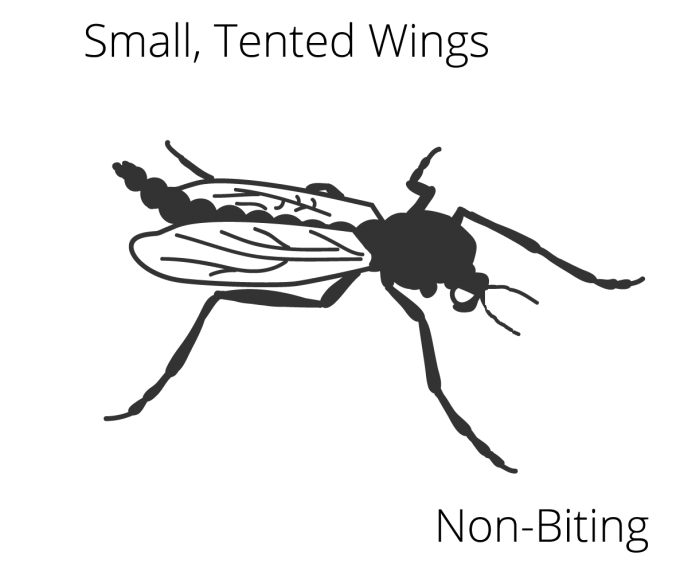 midge-dry-identification-diagram