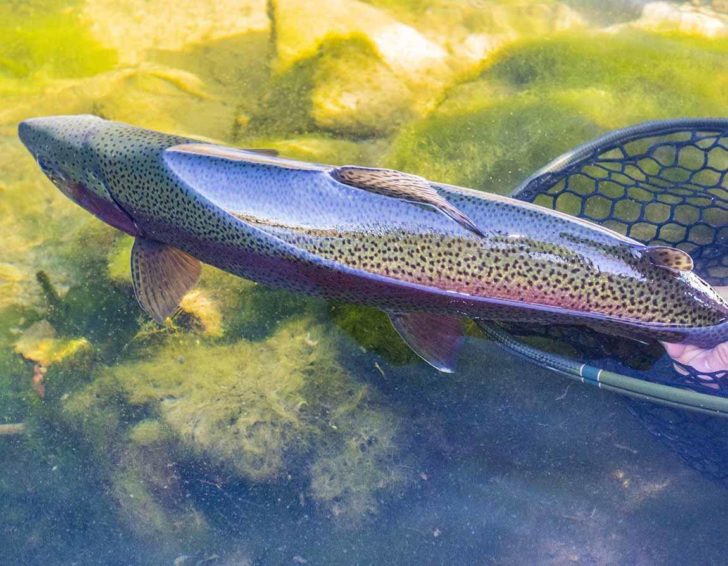 proper catch and release techniques