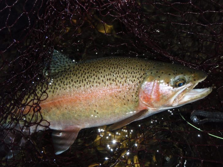 streamer fishing tips