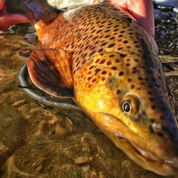 Spring Fly Fishing Assortment