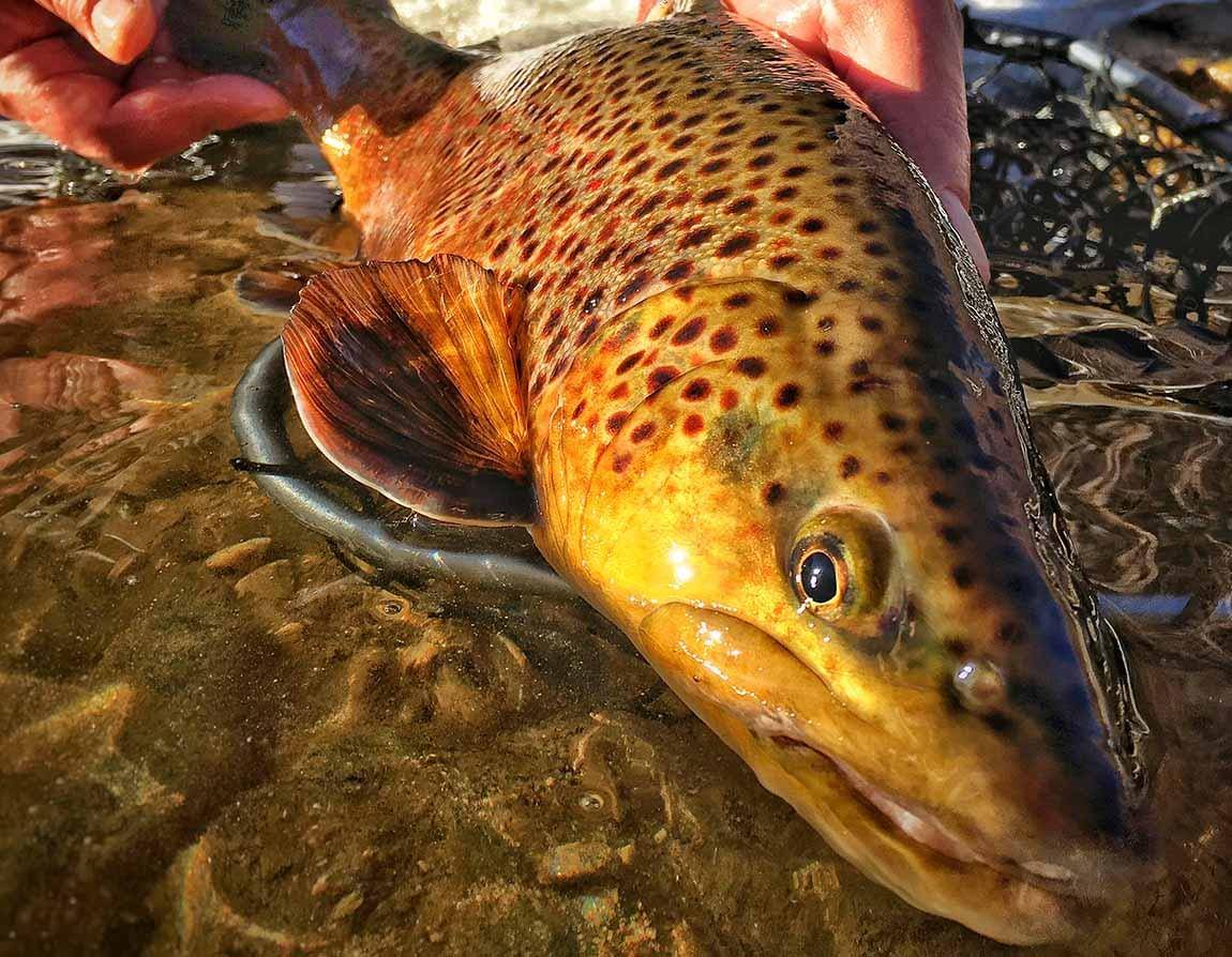 top spring fishing fly assortment