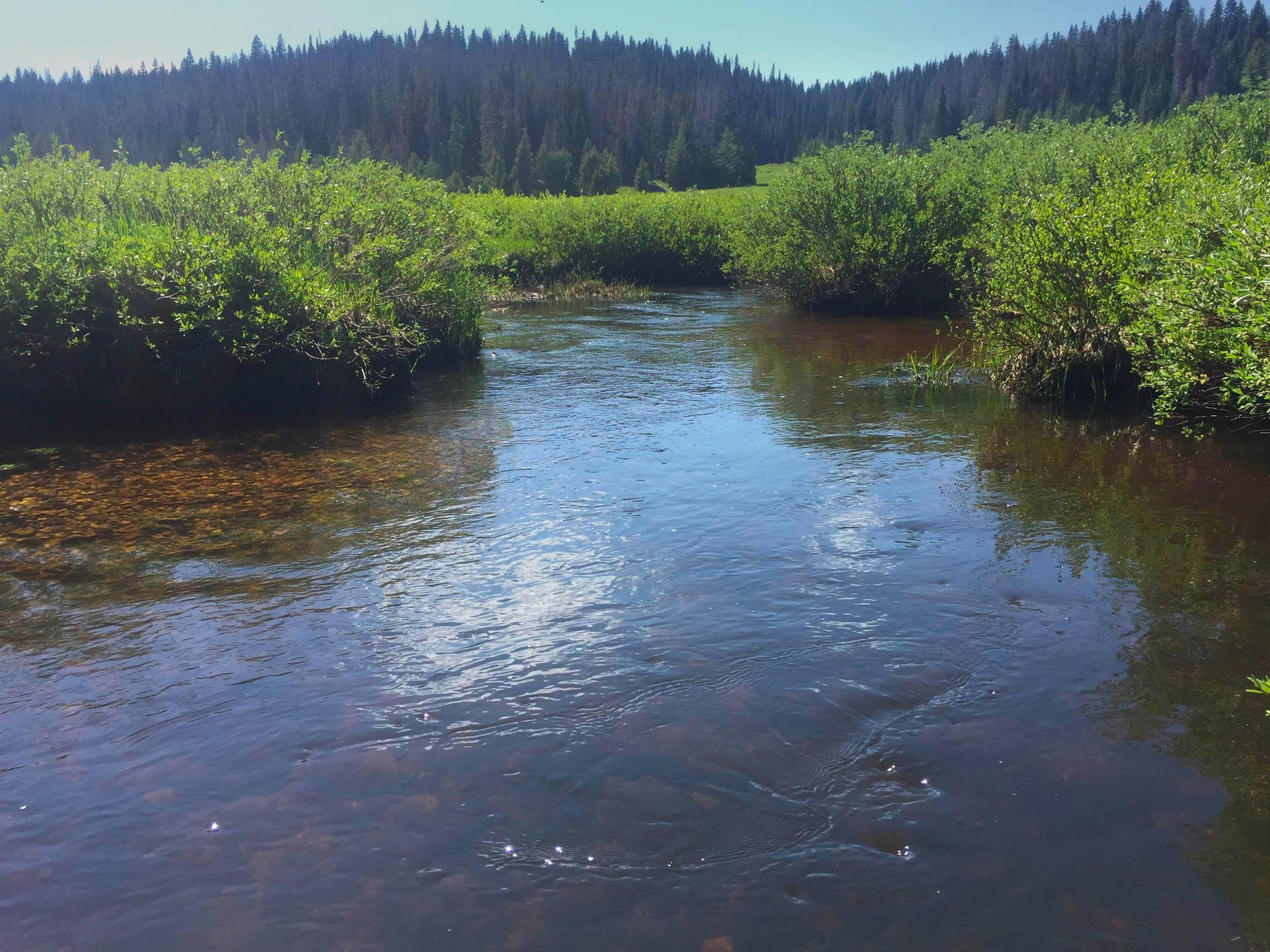 Muddy-Creek-Headwaters-Section-2 Muddy-Creek-Headwaters-Section-2
