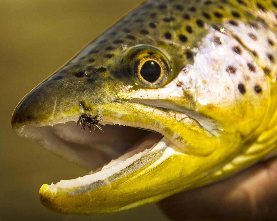 fly-report-brown-trout