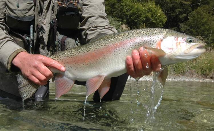 <a rel="nofollow" href="http://www.dream-waters.co.nz/tag/catch-and-release/">Phot ByGordy-Elton-Barry-Henare-Catch&Release</a> <a rel="nofollow" href="http://www.dream-waters.co.nz/tag/catch-and-release/">Phot ByGordy-Elton-Barry-Henare-Catch&Release</a>