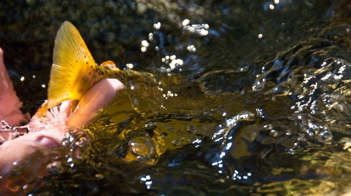 Tail Shot 1 Tail Shot 1