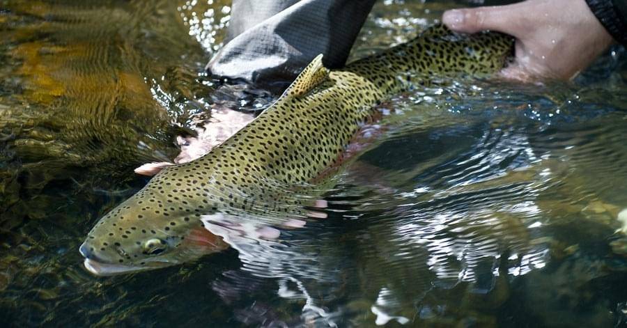 <a rel="nofollow" href="http://www.ginkandgasoline.com/fly-fishing-photography/respect-your-finned-friends-with-proper-cr-practices/">Photo by Louis Cahill Photography & Gink & Gasoline</a> <a rel="nofollow" href="http://www.ginkandgasoline.com/fly-fishing-photography/respect-your-finned-friends-with-proper-cr-practices/">Photo by Louis Cahill Photography & Gink & Gasoline</a>