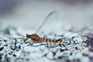 SNEAK PEAK - Mayfly Lesson