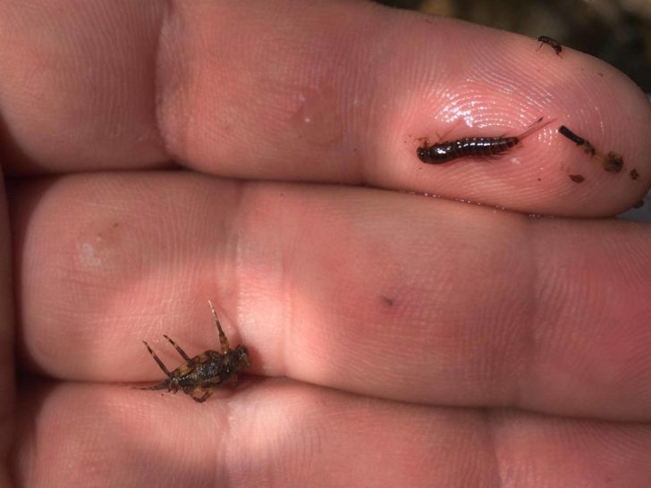 green drake on left, isonychia (slate drake) on right