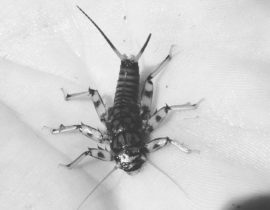 stonefly-bw