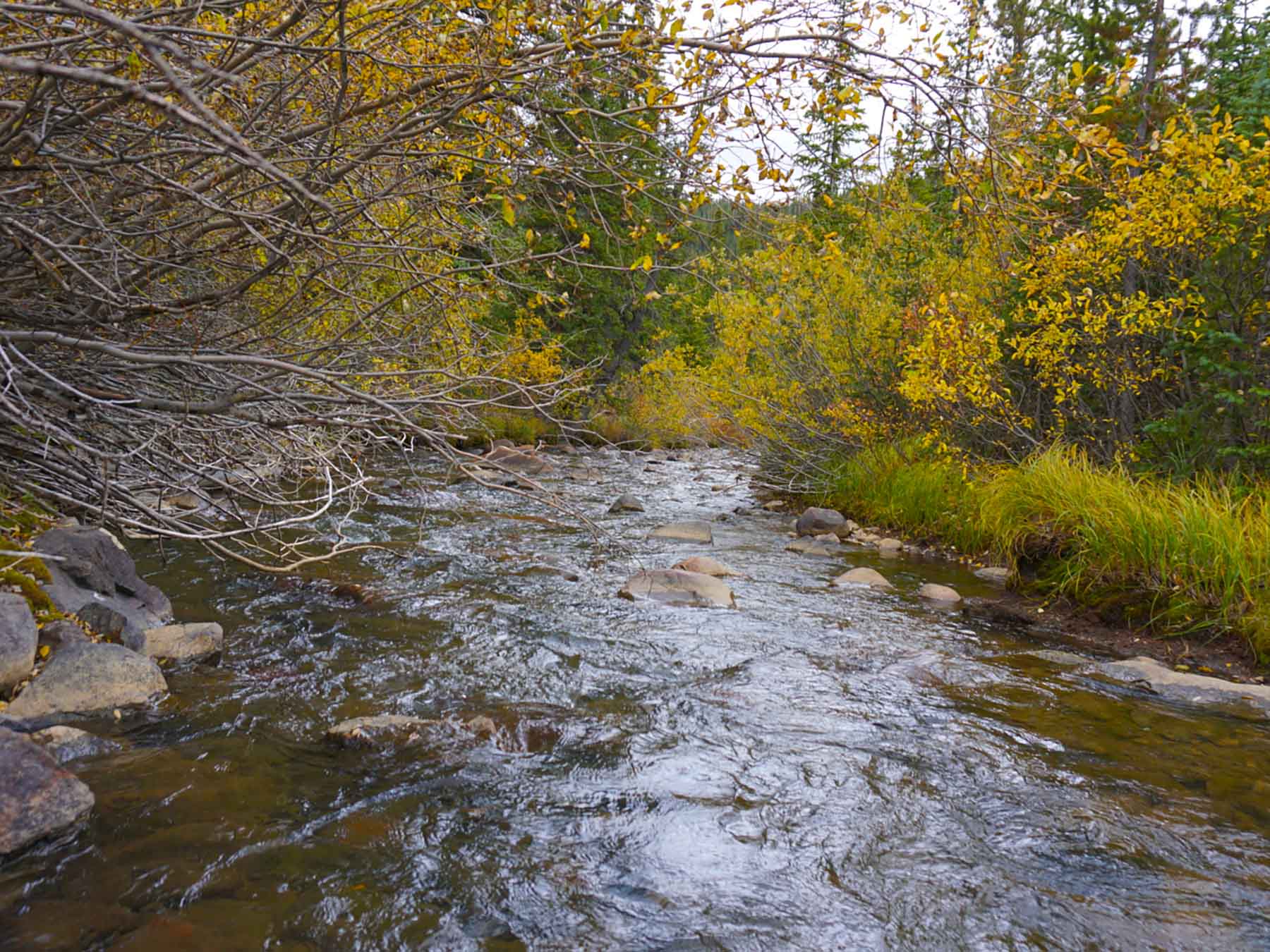 mosquito-creek-middle-fork-south-platte-1