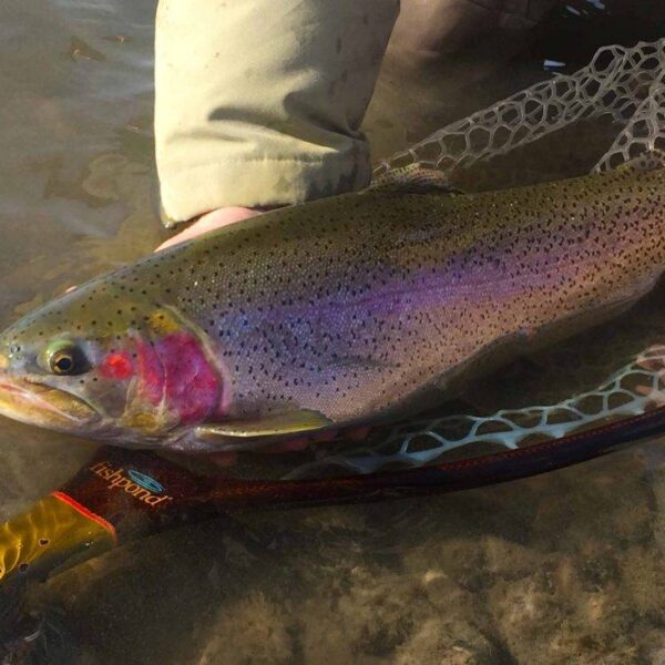 Top Nymph Assortment